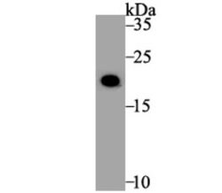 Histone H3.1 Rabbit anti-Human, Mouse, Polyclonal, Novus Biologicals 100